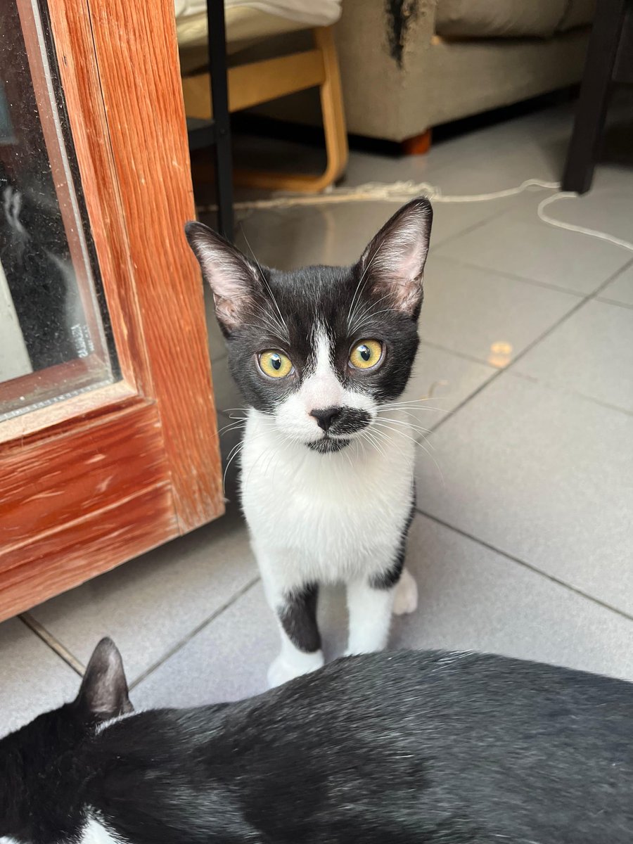 4catsVLC's tweet photo. Casi y Spiek tienen 2,5 meses, son los más peques de 4cats.

Sus hermanitos ya fueron adoptados, claro, es que eran blancos. Ellos, vaquitas, pasan desapercibidos...

Necesitan una familia donde crecer felices... Es la tuya?

#Valencia contacto 678 34 76 73
#AdoptaNoCompres https://t.co/xlKNS5Ai5o