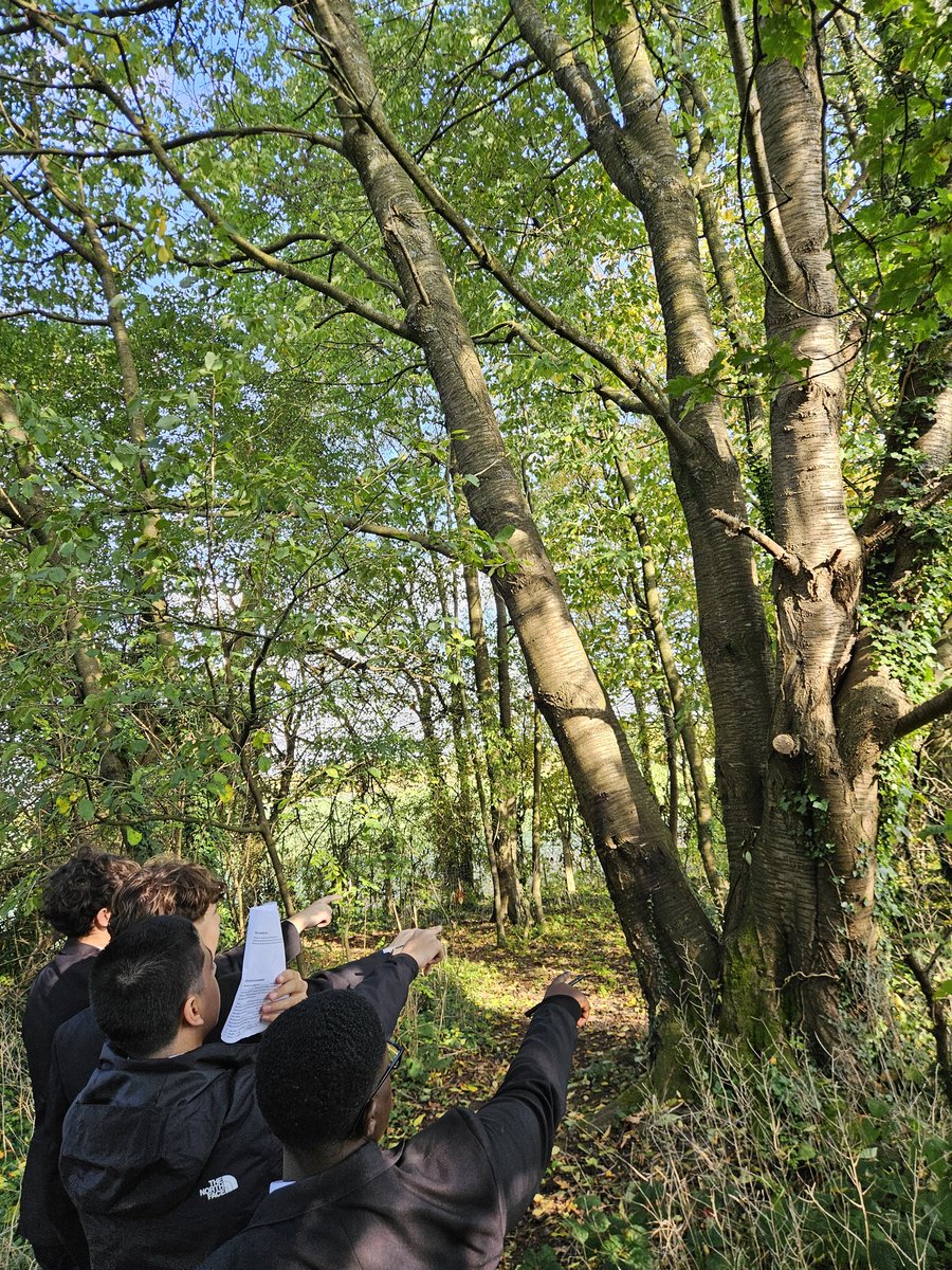 QueensSch_Geog's tweet image. Using our wonderful outdoor classroom to explore our own deciduous woodland #daretobegreat #practicallearning