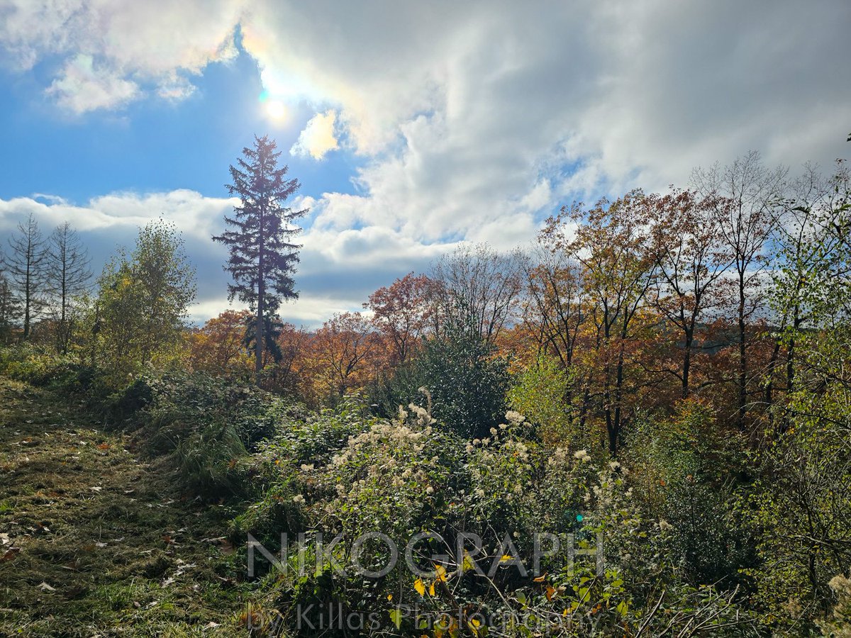 Nikographos's tweet photo. Herbstliche Gassirunde durch den Iserlohner Stadtwald 🐾👣🍂

#Iserlohn #Herbst #Sauerland #MärkischerKreis #Südwestfalen #Westfalen #NRW #autumn  #herbststimmung #Nikographos #Nikograph #Gassirunde #dogwalk #Photographie #dogwalk  #hundefotografie #Hunderunde #gassizeit #wandern https://t.co/0ZmlP5Uf8M