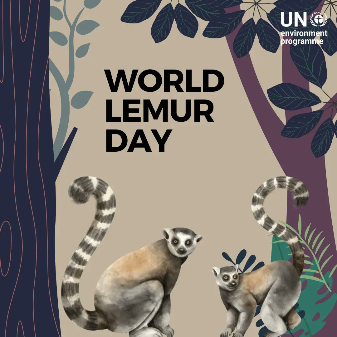 United Nations (@un) on Twitter photo Lemurs play a key role in ecosystems by helping to maintain the growth of plants & trees by dispersing seeds.
Yet, climate change & illegal trade threaten these valuable species.
Friday is #WorldLemurDay. via <a href="/UNEP/">UN Environment Programme</a> Lemurs play a key role in ecosystems by helping to maintain the growth of plants & trees by dispersing seeds.
Yet, climate change & illegal trade threaten these valuable species.
Friday is #WorldLemurDay. via <a href="/UNEP/">UN Environment Programme</a>