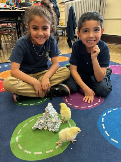 RobinsonSchool3's tweet photo. Gr. 2 students in Ms. Bodayle’s class created STEM projects including pens, beds, and a whole lot more for their recently hatched chicks. @BPSEarlyChildhd @BayonneBOE https://t.co/fLR15Jnhqt