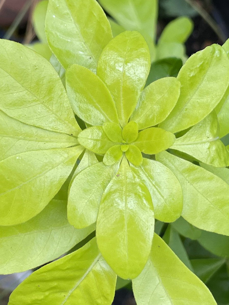 Is it bad form to mention setting up an account on Threads?

#earthdresser #earthdressing