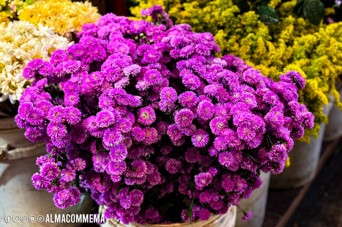 #Nicaragua 🇳🇮
Comerciantes del Mercado Iván Montenegro, reportan buenas ventas de flores artificiales y naturales, de cara al Día de los Fieles Difuntos. 🌻🌹🌼💐🌸🌺