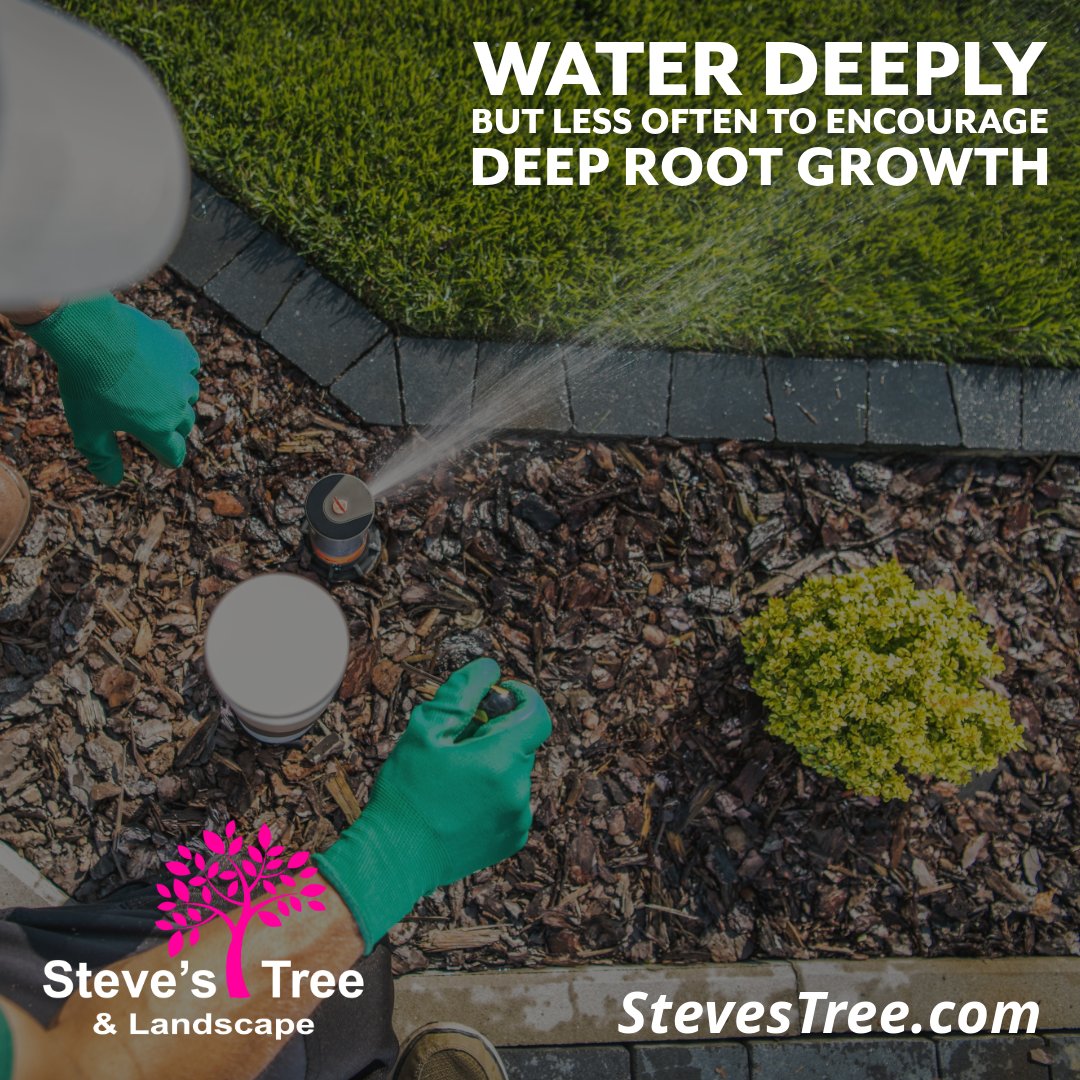 StevesTreeLand's tweet photo. 💧 Water deeply but less often to encourage deep root growth. 🌿

The Best Landscaping Design in Miami Beach: https://t.co/upgOH7o583

Morning watering reduces evaporation. 

#WaterWise #GardenHacks #Watering https://t.co/XNtBpJFIrI