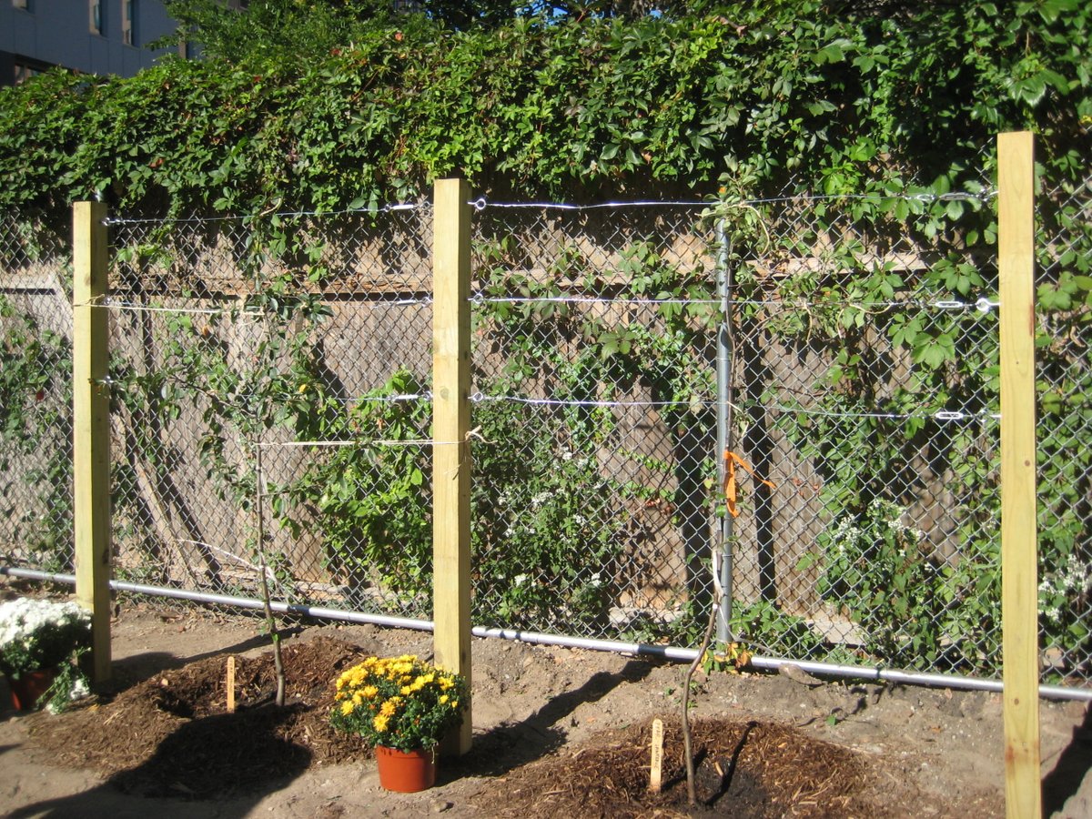TreesNewYork's tweet photo. We teamed up with our friends at @NYCGreenThumb to teach a class to #Greenthumb gardeners about planting and caring for #espalierfruittrees. The class planted and espaliered two #heirloompeartrees at a community garden in East Harlem and we are very excited to watch them grow! https://t.co/jzcOccrD2w