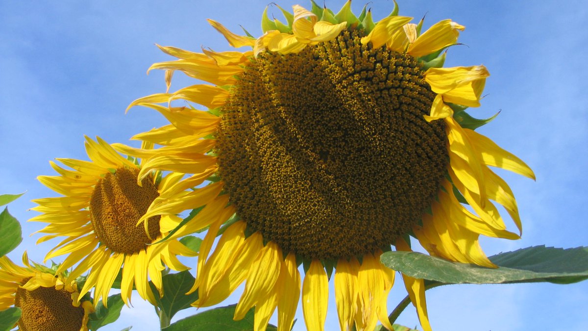 Nigel Walsh tweet media