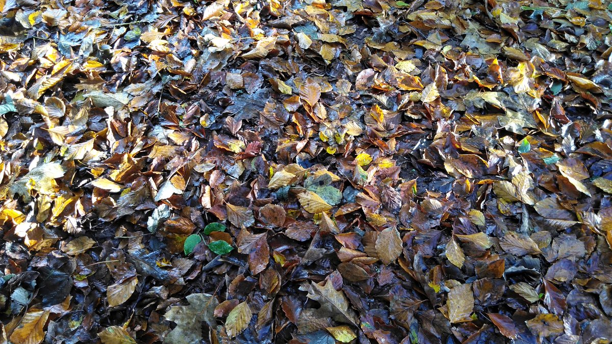 Nigel Walsh tweet media