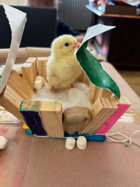 RobinsonSchool3's tweet photo. Ms. Bodayle’s Gr. 2 future engineers had a great time making sure their chicks were comfortable in their student constructed homes! @BayonneBOE https://t.co/eF2QLYUBa3