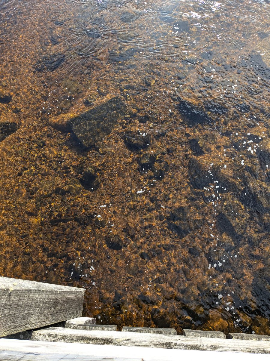 coproductiveEqu's tweet image. My perspective is that so many people are too scared to help other people for fear of getting it wrong. When the biggest threat to mental health is neglect and isolation. IME imperfect help is better than no help at all.  #wecanhelpeachother