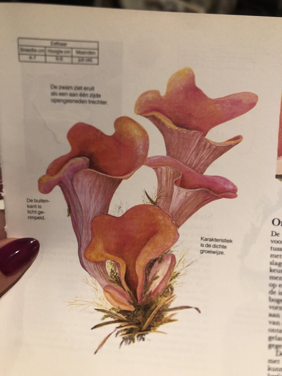 Omg why does this mushroom look like it’s been a long time coming 😭