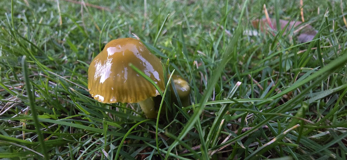 There really are some stunning fungi about this autumn 😍
Candlesnuff, coral fungus sp. and parrot waxcap 🍄🍂🍁🧡 #WildBrownsea <a href="/DWTBrownsea/">DorsetWildlife Trust</a> <a href="/DorsetWildlife/">Dorset Wildlife Trust</a> <a href="/BrownseaNT/">Brownsea Island</a>