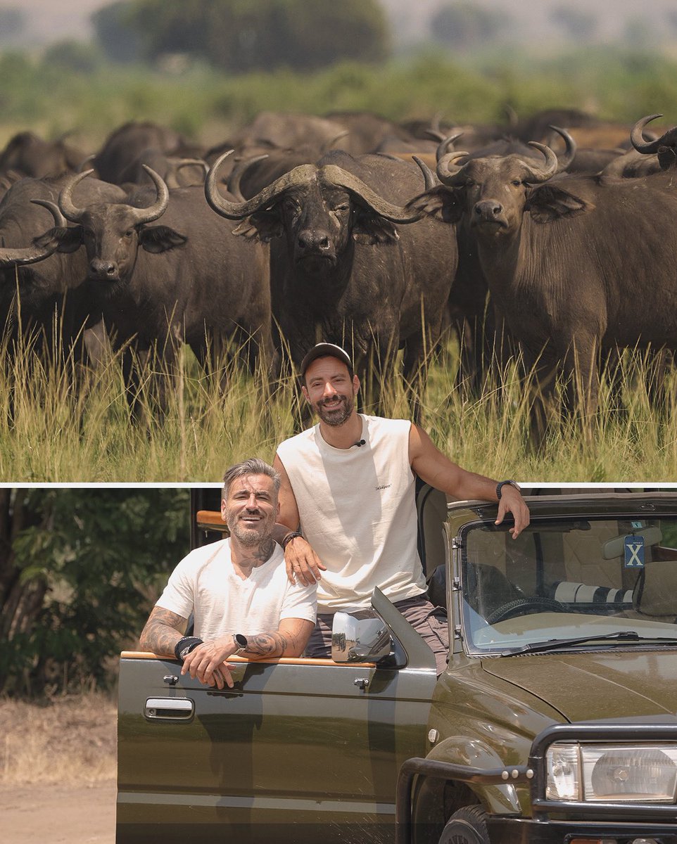 Απλά μαγεία! ❤️‍🔥Ποιος δεν θα ήθελε να συναντήσει αυτά τα άγρια ζώα στο φυσικό τους περιβάλλον και να τα παρατηρήσει για λίγο από τόσο κοντά; 🤩🇺🇬

#TheReunion #YouOnlyLiveOnce #YOLO #ant1tv #safari