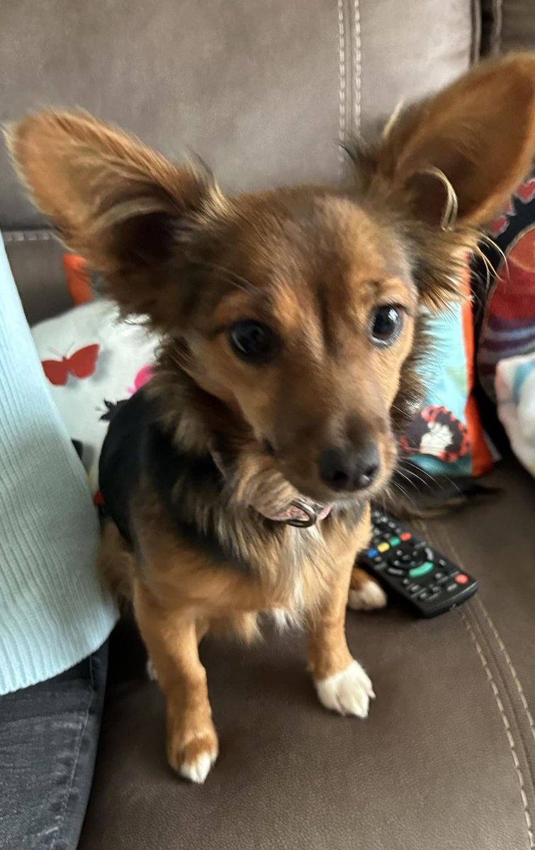 AdoptionsUk's tweet photo. Please retweet to help find the owner or a rescue shelter space for this stray/abandoned dog found J30239
This dog was found near to Bowden Roundabout #Trafford #Bowden #GreaterManchester #Manchester #UK  Currently staying with finder.
The dog is not chipped
Council reference for this dog - J30239
Do you know this dog? If so, please telephone our contact centre on 01617932500
Please like and share as every share helps✅

Original post on facebook👇 
https://t.co/jWXJYZtw6F

#Altrincham #England #dogs #dog #animals #pets #adoptdontshop @MissingPetsGB @DogLostUK @rosiedoc666 @LisaClareRead2 @Nightowl400 @liamgallagher @domdyer70 @APDAWG1 @DefraGovUK  @UKLabour