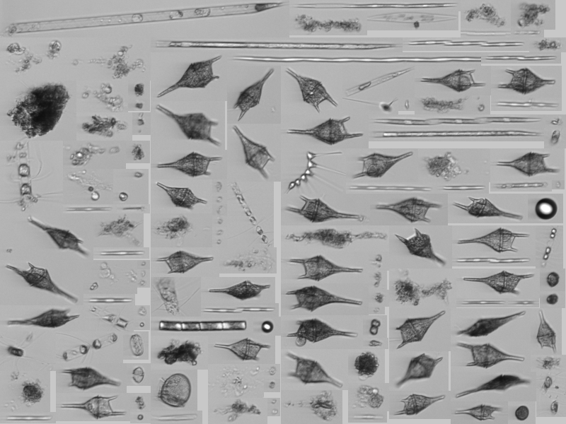 Attention OOI Imaging FlowCytobot data users 🚨 Following a recommendation from the recent Pioneer Array Workshop, OOI has launched an online IFCB Community forum. Join the conversation &amp; connect with fellow researchers today! Read more here: bit.ly/3YyhmZq