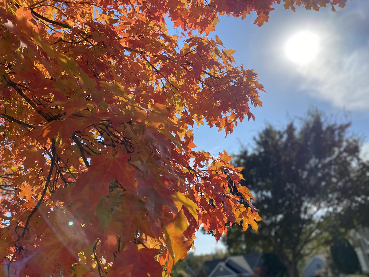 reneknottsports's tweet image. I see change #leafpeeping #fall