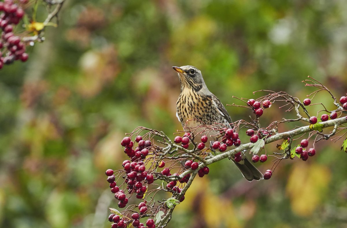 tomcdevon's tweet photo. It's fieldfare season! Berry bonanza on to feed up for the winter and further migration for many thousands of wintering thrushes #om1 #photography #wildlifephotographer #birdphotography #devon #devonife #devonphotographer #opportunity #devonbirds #omsolutions #autumn #fieldfare https://t.co/3AH6kHsWvB