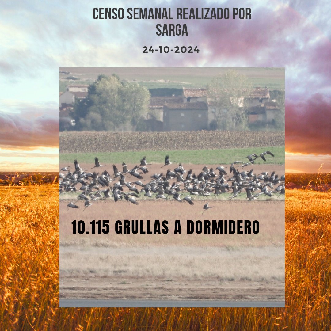 Censo de #grullas de hoy en la RND #lagunadegallocanta. A cierre de este censo, siguen entrando grullas de migración durante la noche.