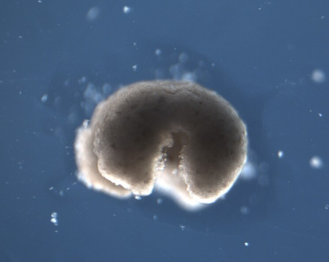 Wonder__Facts's tweet photo. Researchers recently created living robots called xenobots that can self-repair and even reproduce! Made from frog cells, these tiny bots could one day be used for medical purposes, like delivering drugs inside the human body. https://t.co/pPIzIV0Kw0