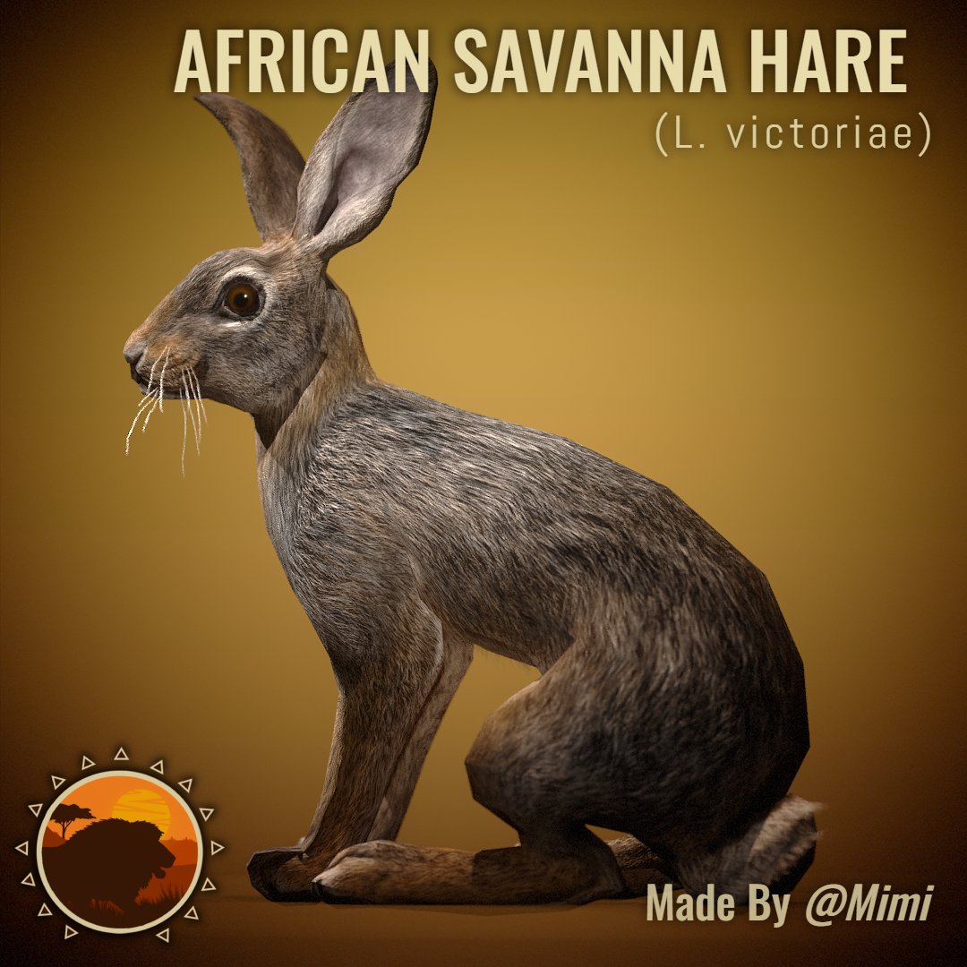 🐰African savanna hares are mainly nocturnal, and have very acute senses smell, and hearing.
If startled hares will scatter for cover when they are scared or startled and reach speeds of up to 43 mph !!

This animal will be AI species which will providing food for many predators