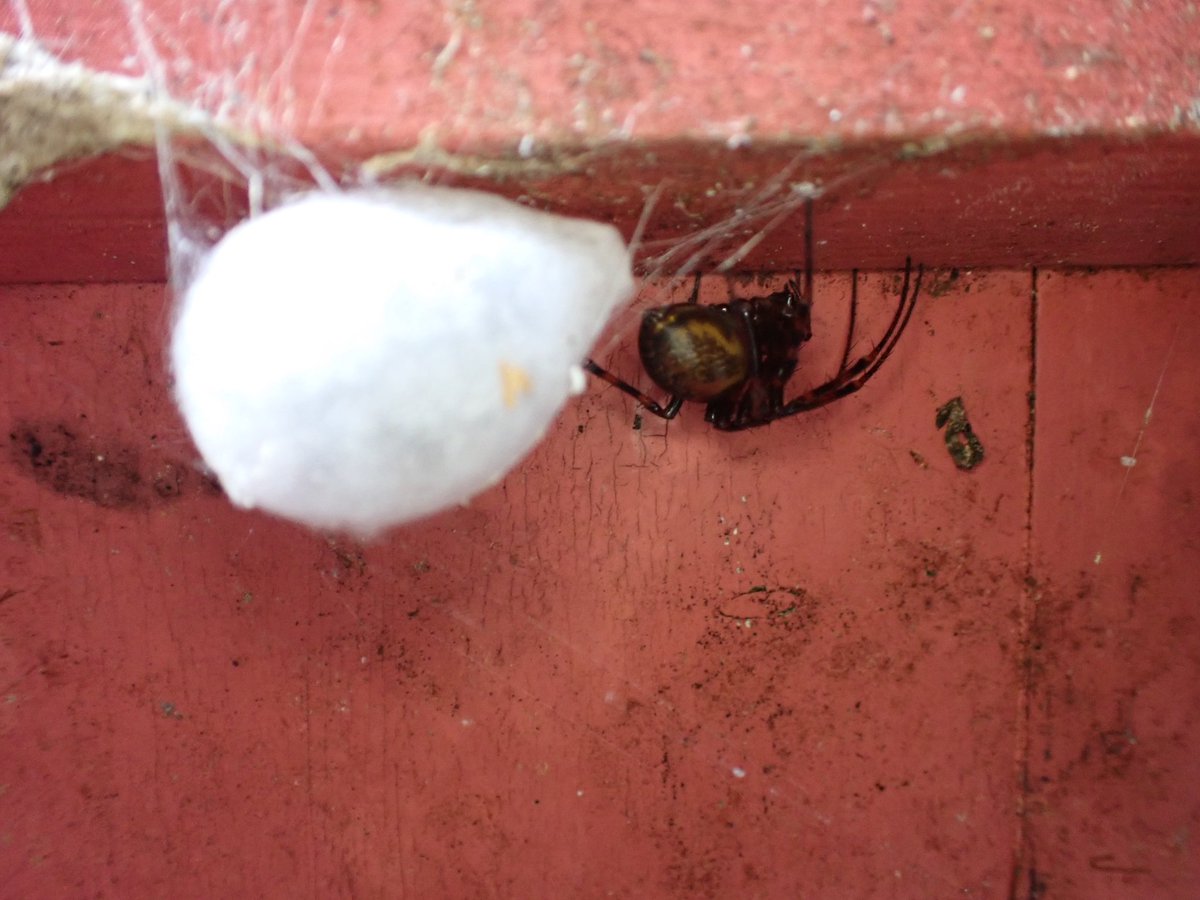 Cave spider (Meta menardi) was a new spider for me.Kindly shown to us whilst on a survey of Botton.