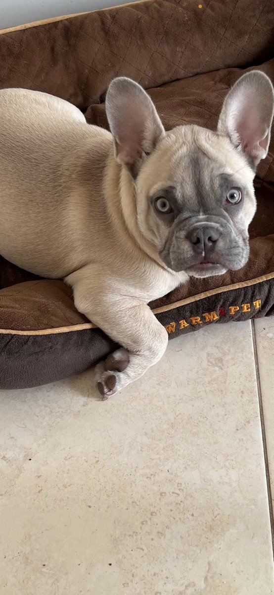 Please retweet to help Zuko find a FOSTER OR FOREVER HOME -  OR RESCUE SHELTER SPACE DUE TO BE PUT TO SLEEP ON MONDAY 28 OCT !!! #UK 
 🆘🆘🆘🆘🆘
NOTE: ZUKO ASSESSED REALLY WELL, AND THE REPORT WILL BE MADE AVAILABLE TO ANY RESCUE THAT CAN HELP.
ZUKO IS NOT AN OtWH dog and so has