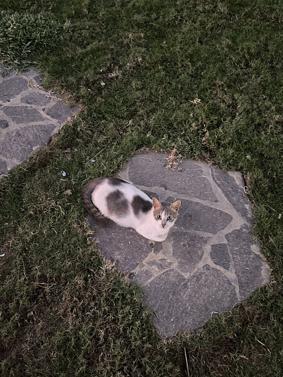 itssemmys's tweet photo. A cat mastering the art of royal sitting. https://t.co/MgSZA3UKOX