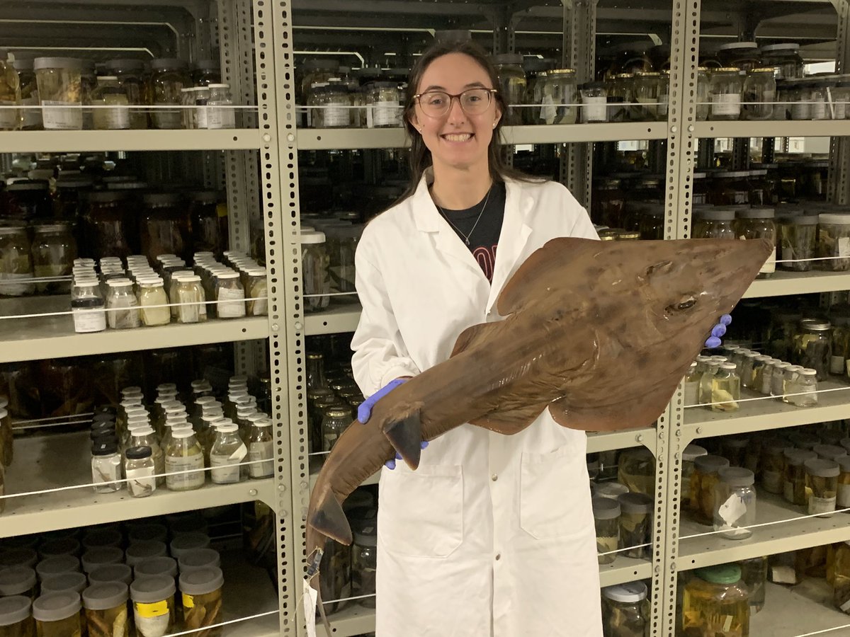 <a href="/rachhson/">Rachel</a> was stoked to find one of her MSc species Austin's Guitarfish Rhinobatos austini <a href="/NRF_SAIAB/">SAIAB</a> here in Makhanda, South Africa