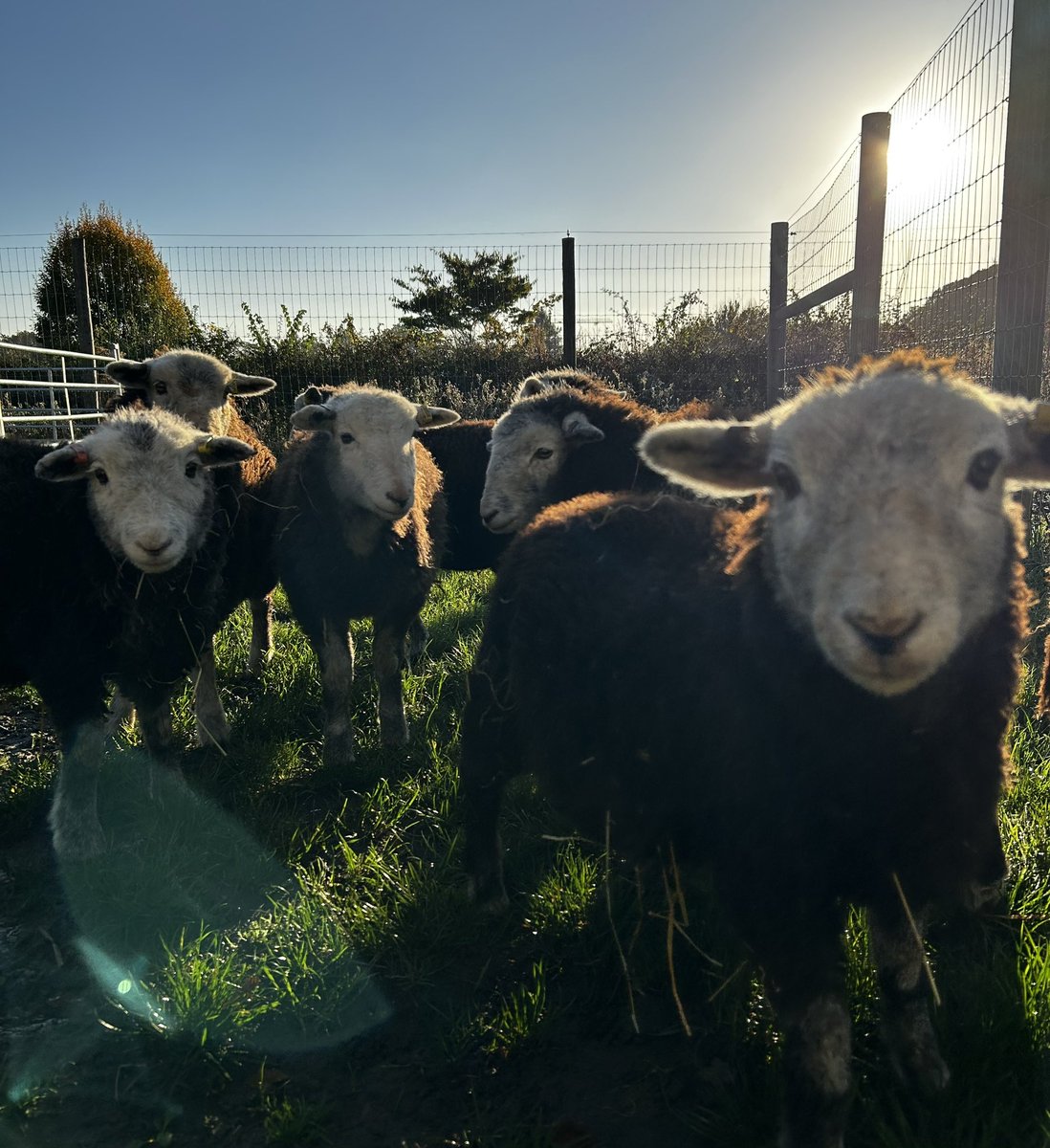 Herdwicks of Radley, 2024.

L-R. Trevor. Brian. Geoffrey, Percival and Godfrey