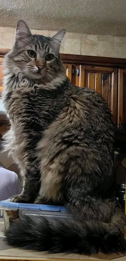 Belinda_GaVa's tweet photo. #SeBusca a #Oliver‼️
Se extravió la tarde del 23/oct en la col. Plutarco Elías Calles de #Pachuca, #Hidalgo, #Méx, es un gato de casa y no sabe estar en la calle; se ofrece recompensa.
Cualquier información acerca de su paradero al 551.686.4612.
#Hgo 
#GatoPerdido https://t.co/JgF3yALEFW