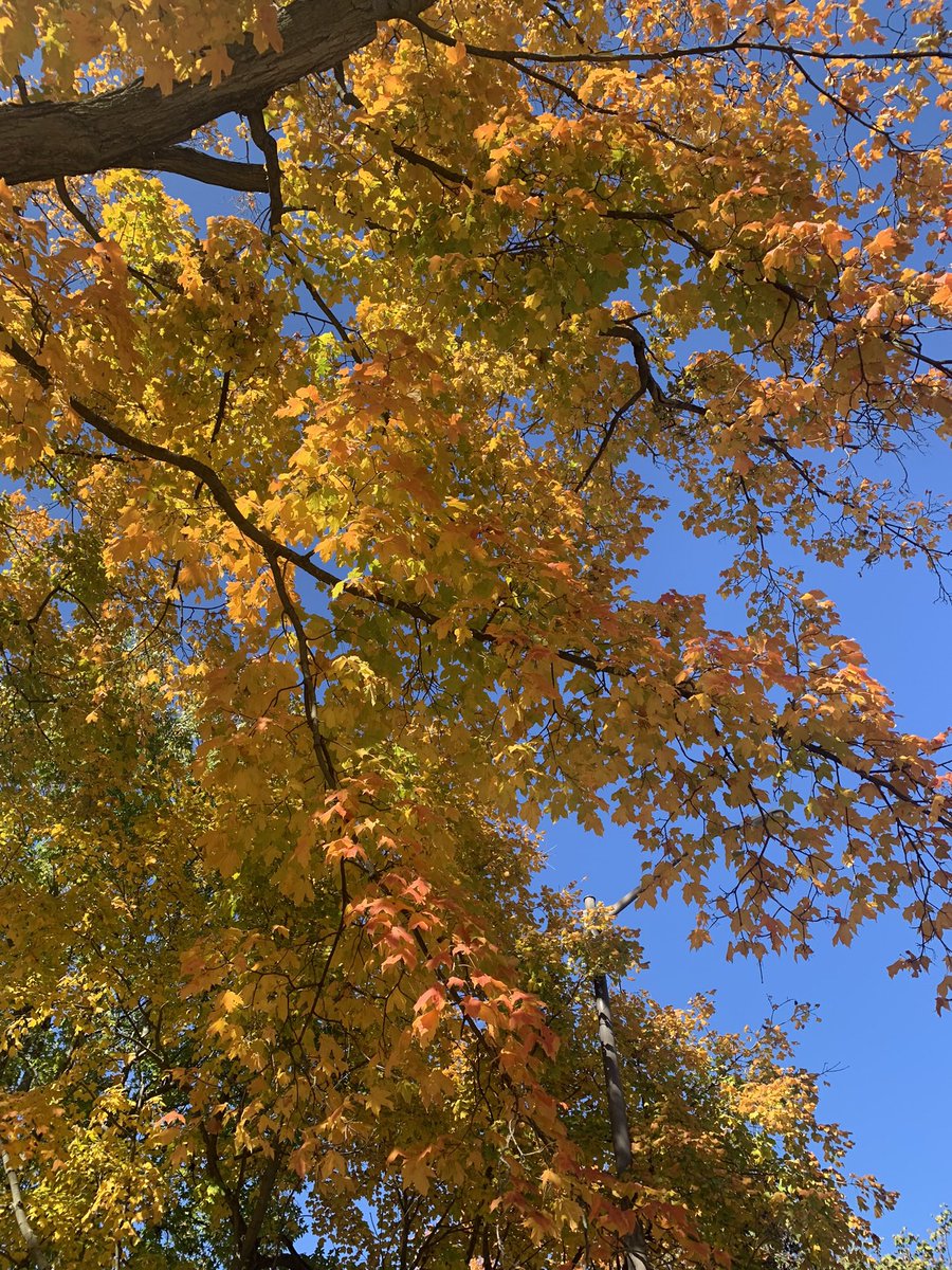 ProfessorMo (Monique Harris) tweet media