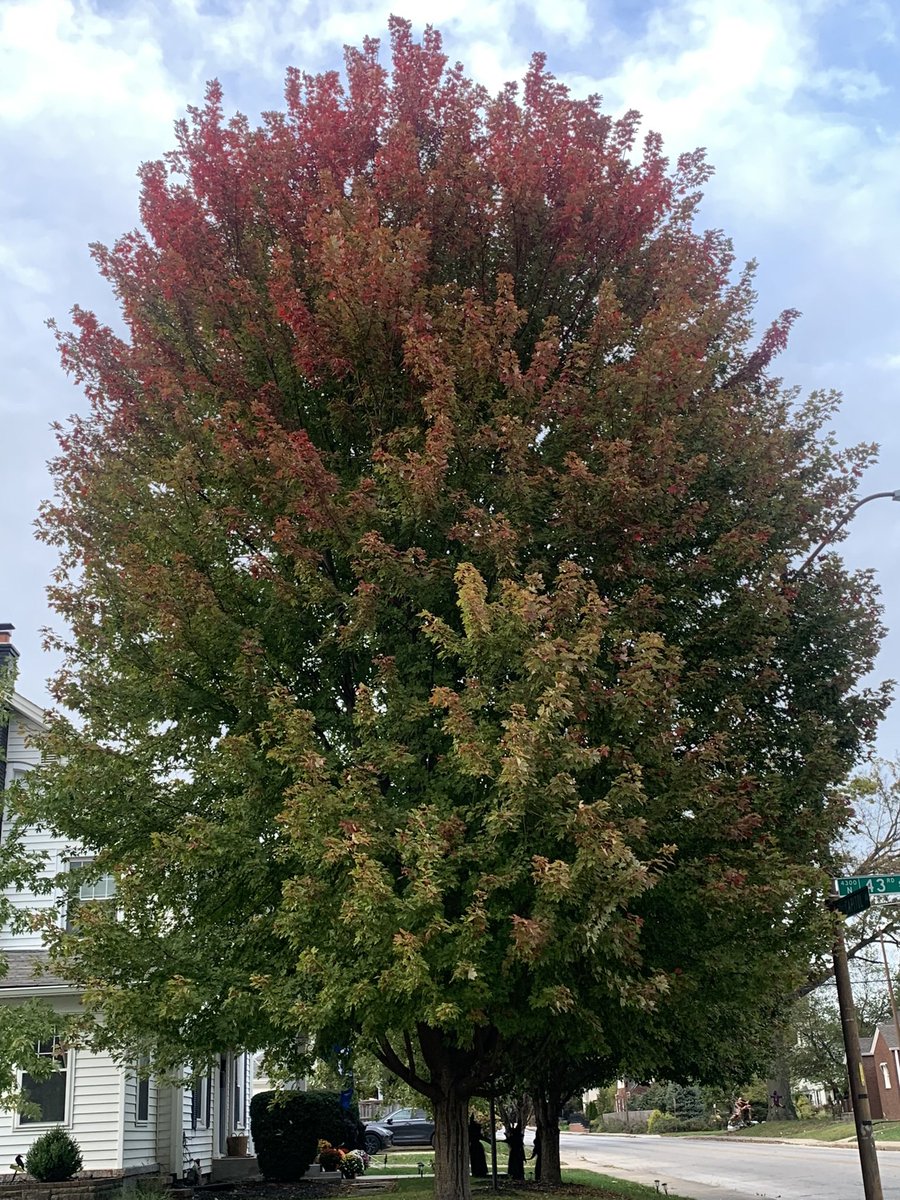 ProfessorMo (Monique Harris) tweet media