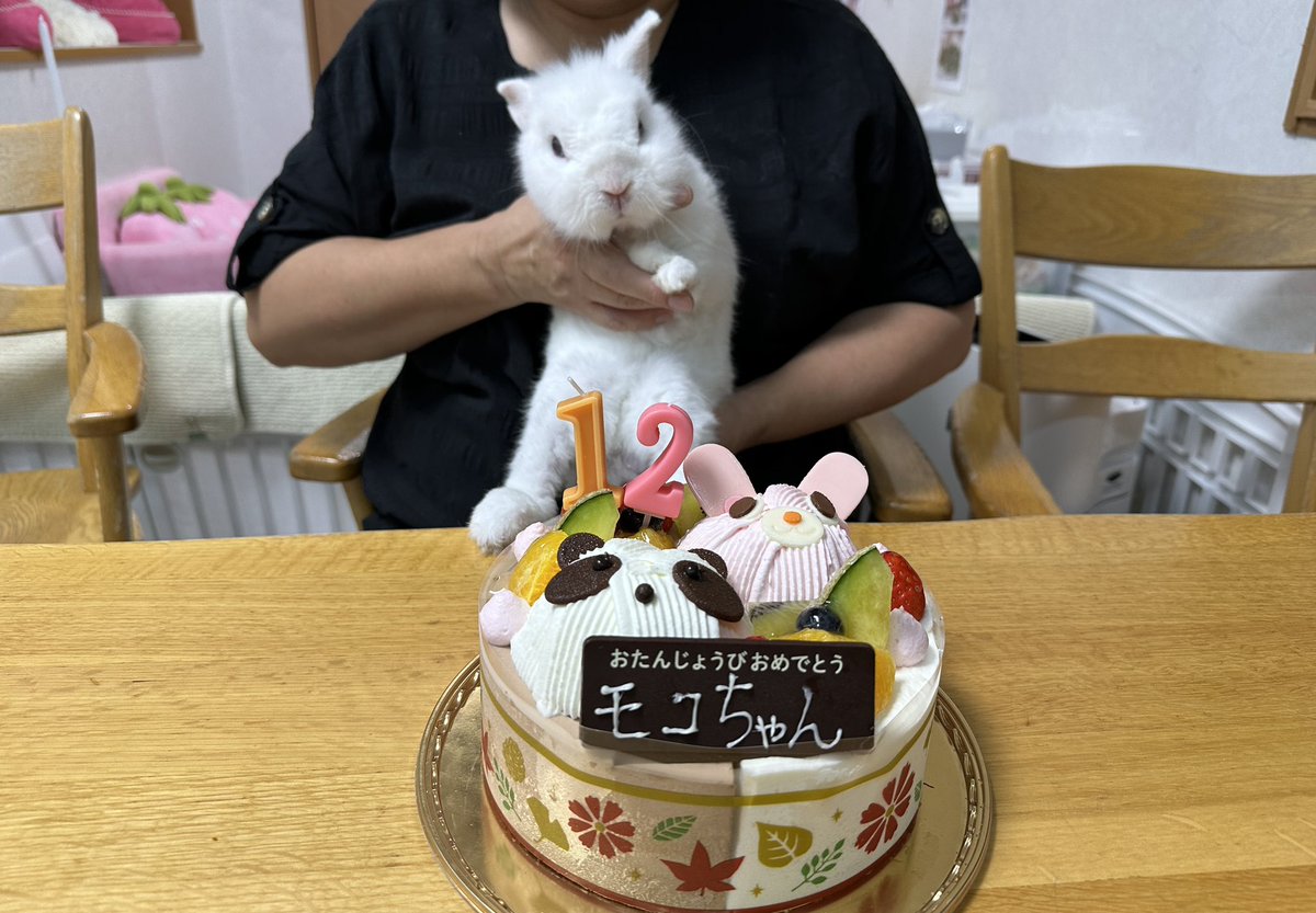 今年、急に老化したうさぎのモコちゃん。フラフラ12才になりました