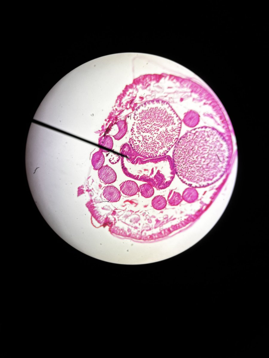 TrirockRaquel's tweet photo. Microscope lab in biology.
It was great seeing the excitement in their faces. Many had never used a microscope before. And a simple photosynthesis activity. Great things happening at Americas High School! https://t.co/y4aziH8qNP