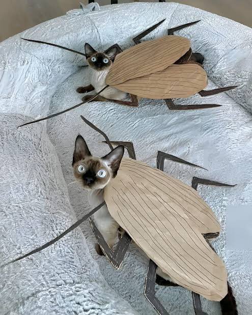 *festa a fantasia cancelada*

meus gatos: