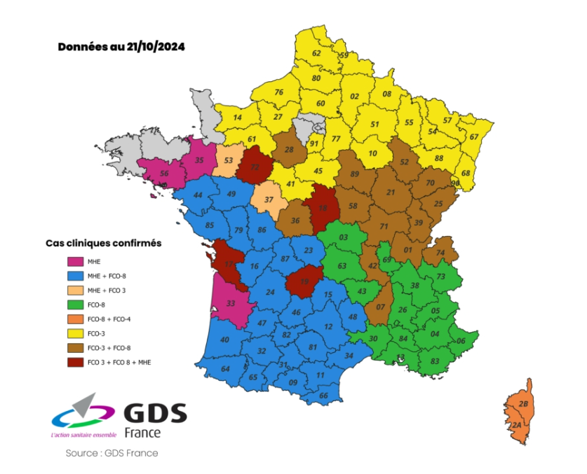 EleveursOvins's tweet photo. Point à date de la situation sanitaire vis-à-vis de la #FCO
👉 6 595 foyers de #fco3 au 24 octobre 2024 (+521 depuis la semaine dernière)
👉 3 nvx départements infectés : 14, 85 et 95 ⚠
👉 La DGAL affiche enfin un nombre de foyers #fco8 qui serait de 10 500 foyers sur 2024 !!! https://t.co/BA6cd5Bb4m