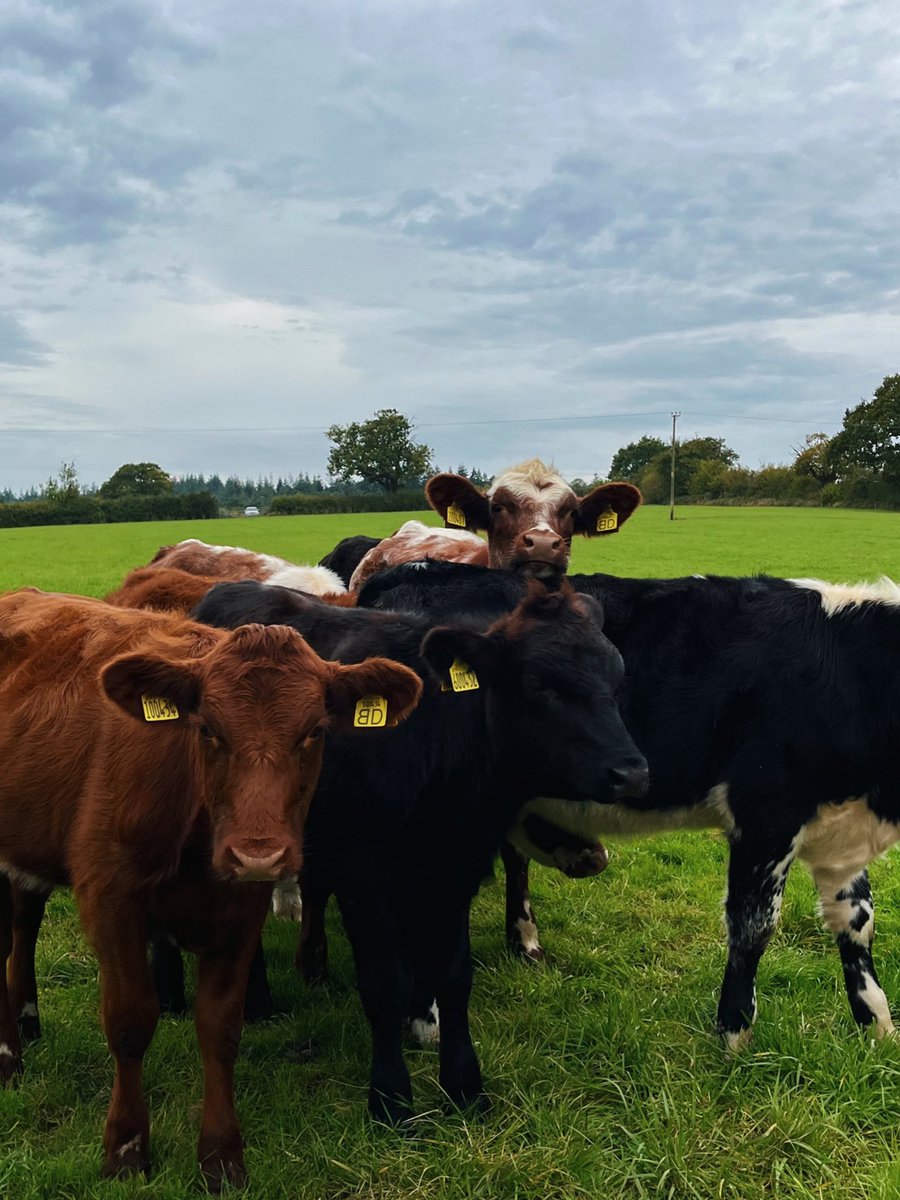 DaPandaGirl 🐼 tweet media