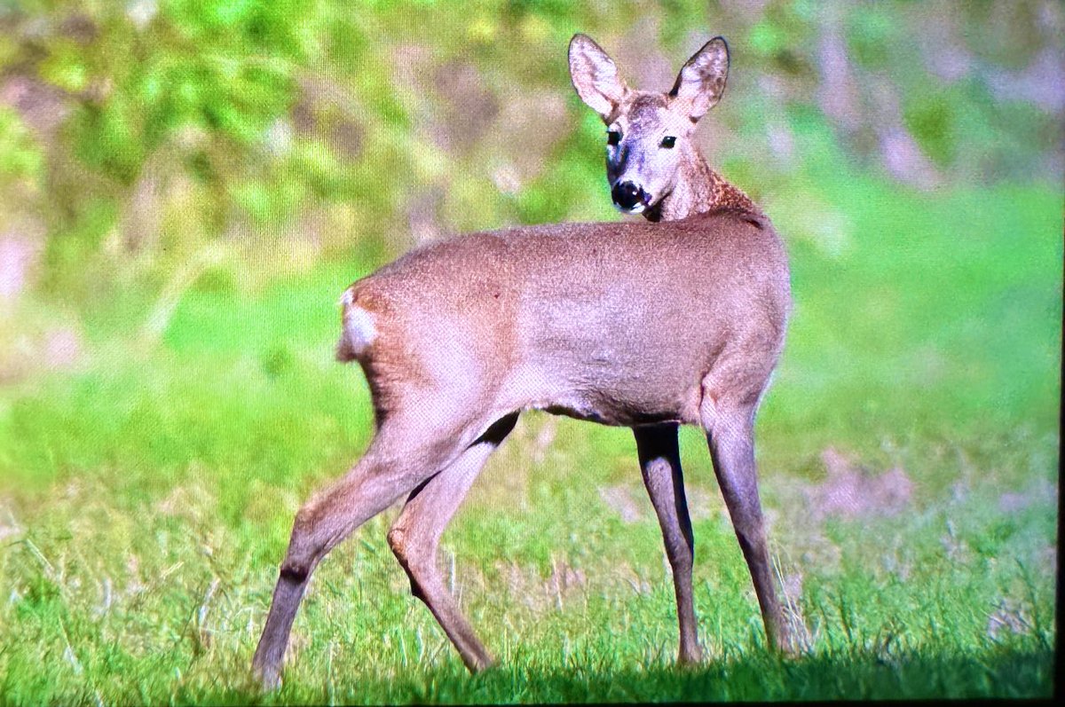 Samsun’da 2 günü geride bıraktım. Ve bu kez hiç bitsin istemediğim anlar yaşıyorum. Bir kaç gün sonra şansım döndü ve bugün harika türleri fotoğrafladım diyebilirim. Kısa bakalım+

#DoğayaKanatAçtık