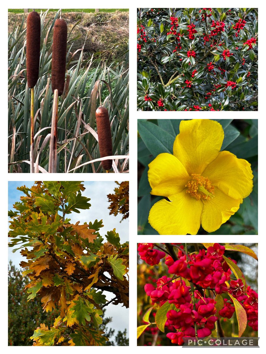 ArthurButcher44's tweet image. A few #autumnal views during my short walk today  ….#bullrush #hollyberry #acornoak #redberries ❤️and a delightful little flower 🌼