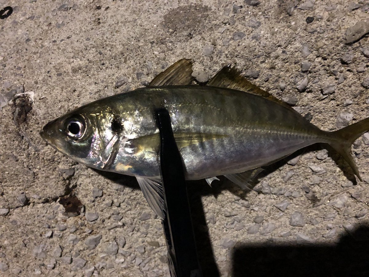 Rooky106's tweet photo. 豆アジしか釣れない状況でドカンと一発27cm！！
なんで釣れたかわからねぇ

#広島アジング https://t.co/JFgf372MLy