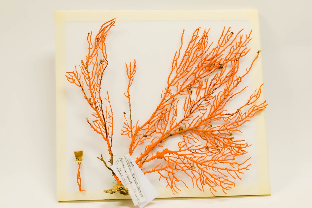 GBIFChile's tweet image. Accede al Directorio de Colecciones Biológicas de Chile, herramienta en línea que tiene como propósito consolidar y difundir información general y descriptiva de las colecciones biológicas de Chile. 

coleccionesbiologicas.mma.gob.cl

Administra @MMAChile 

Fotografía izquierda: MZUC UCCC