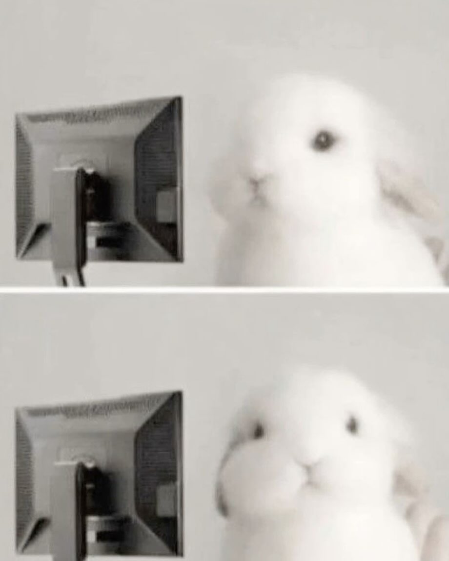 Bunnies's tweet photo. https://t.co/b9KW52A2vF