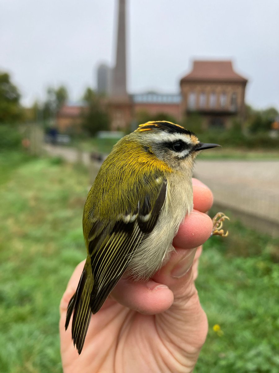 A beautiful Yellow-browed Warbler and Firecrest ringed at @E17Wetlands this month. Born on the  forest slopes of the Ural Mountains in Russia, this warbler has flown over 2,000 miles, not bad for a bird that weighs less than 7g! @WildLondon #londonbirds
