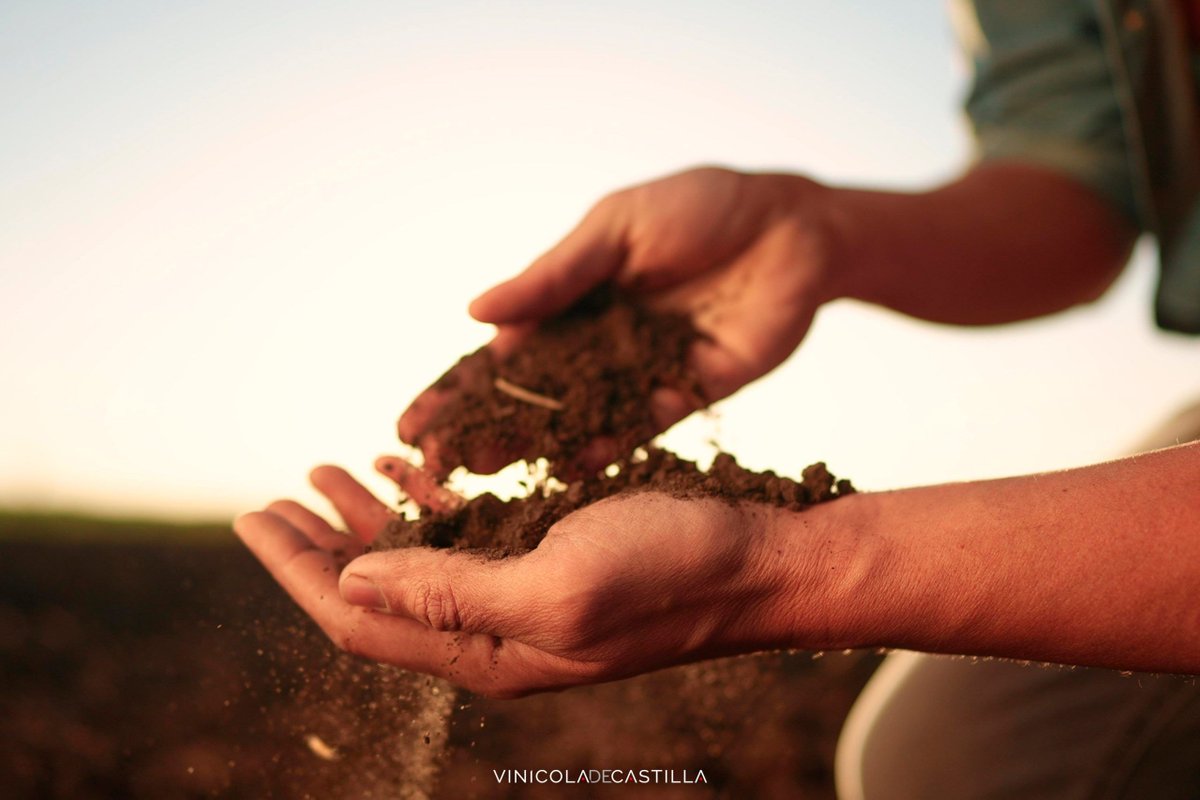 🌍🍇 El cambio climático está cambiando la forma en que cultivamos la vid y producimos vino. En Vinícola de Castilla te contamos cómo afecta a nuestros viñedos y qué hacemos para adaptarnos. 🌱🍷👇 buff.ly/3BAJSR2 

#CambioClimático #VinoSostenible #VinícolaDeCastilla