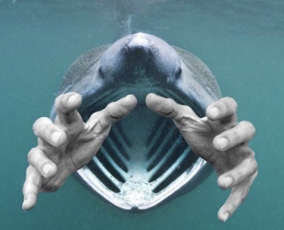 LittleMissWhen's tweet image. Dear anyone looking at my profile: LARGE VEILGAURD SPOILERS because I am reposting alot of stuff from the trailers (and maybe some things from the game when it comes out), so if you don't want to see that, please click off! 

Here's a meme to take up extra space