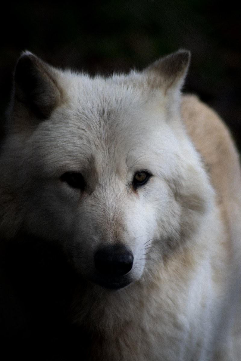 J’ai commencé la photographie animalière 🥰
