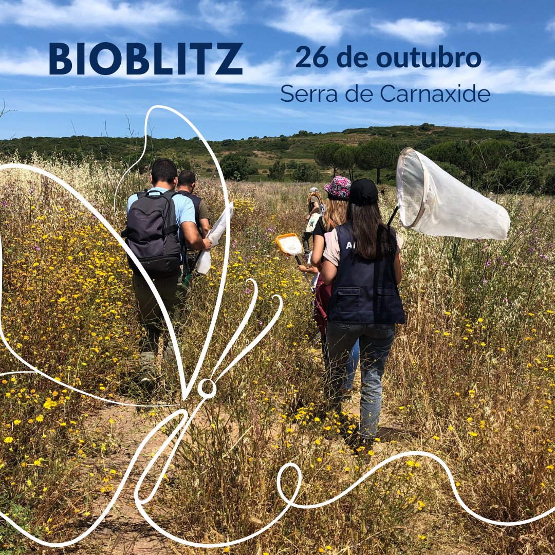 Biodiversity4A's tweet photo. É já no sábado, dia 26 de outubro, que vários especialistas nos vão dar a conhecer aves, plantas, insetos, líquenes, anfíbios e répteis da Serra de Carnaxide, em Oeiras. 🪲 A participação é gratuita! #BioBlitz #CitizenScience @MunicipioOeiras

Inscrição: https://t.co/UN0JkF5pbq https://t.co/vIxlX7FxUC
