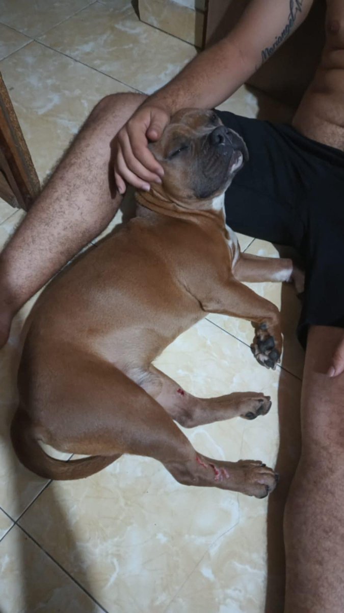 JakeClaverXg's tweet photo. Me escribió un chico por Messenger desde Colombia pedía ayuda porque su perrito Lebrón fue atropellado y aunque ha pagado parte de la factura no puede con todo y todavía le tienen que hacer alguna operación. Pongo los datos que él me dio y la factura por si alguien puede ayudar por favor os ruego difusión quiere mucho a su perrito 🙏
Copio :
Lebron de 2 años quien sufrió un atropello por un automóvil se llevo a la clínica veterinaria donde lo estabilizaron y el servicio de traumatología encontró fractura en su cadera la cual está pendiente por operar ya que no se cuenta en el momento con la cantidad total de los costos por lo que se requiere ayuda de personas de buen corazón
Celular 3005667802
Western unión a nombre de Sebastián Sánchez foronda identificación 1152459286 en medellín - Colombia