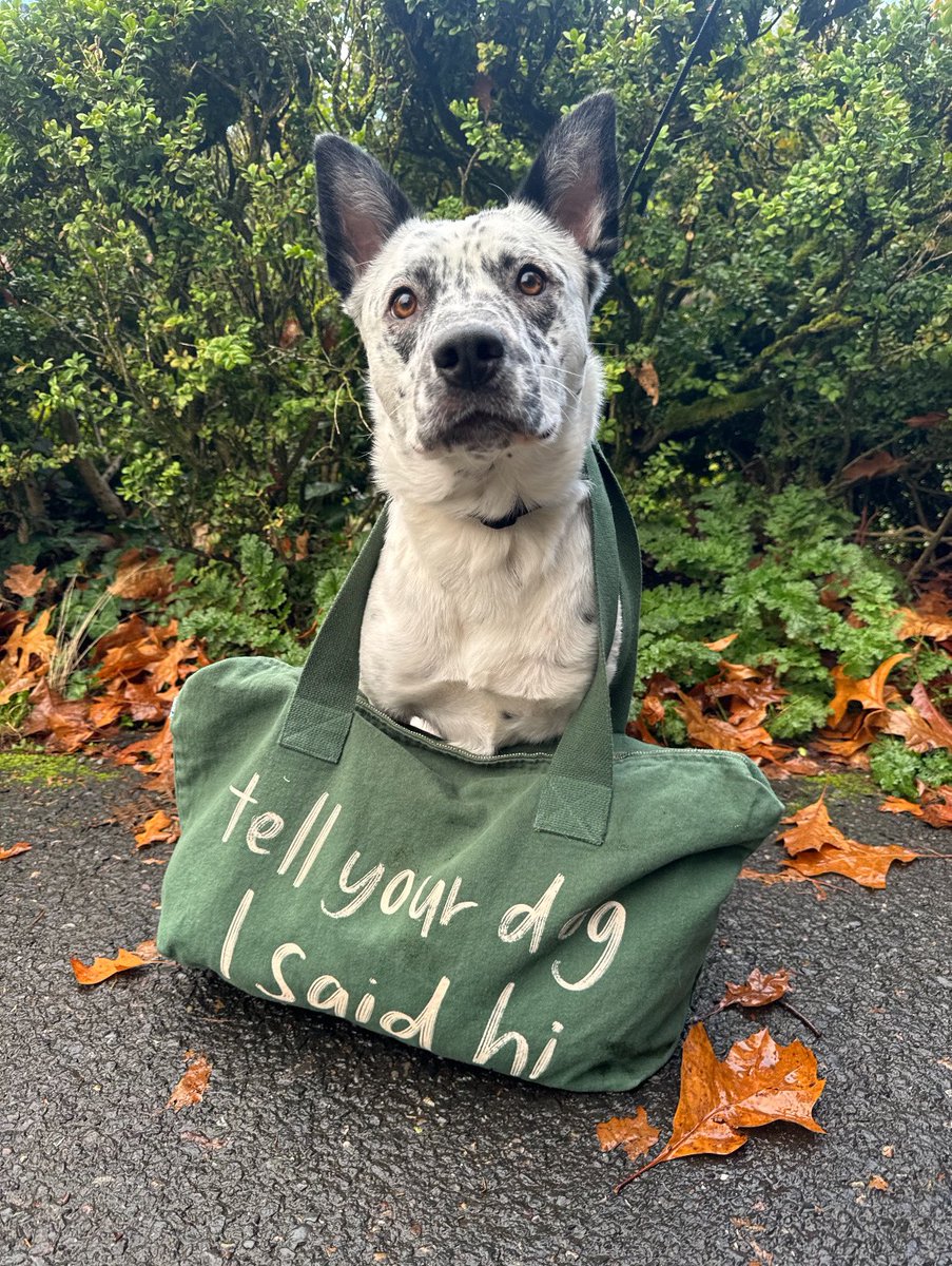 dog_rates's tweet photo. This is Clarabelle. She was found with a broken femur. Thanks to your support of our merch @15outof10 was able to cover her $8,000 surgery. Once fully healed, she'll be available for adoption. Until then, she's recovering in a foster home with siblings to keep her company ❤️‍🩹 https://t.co/1woSubbMyb