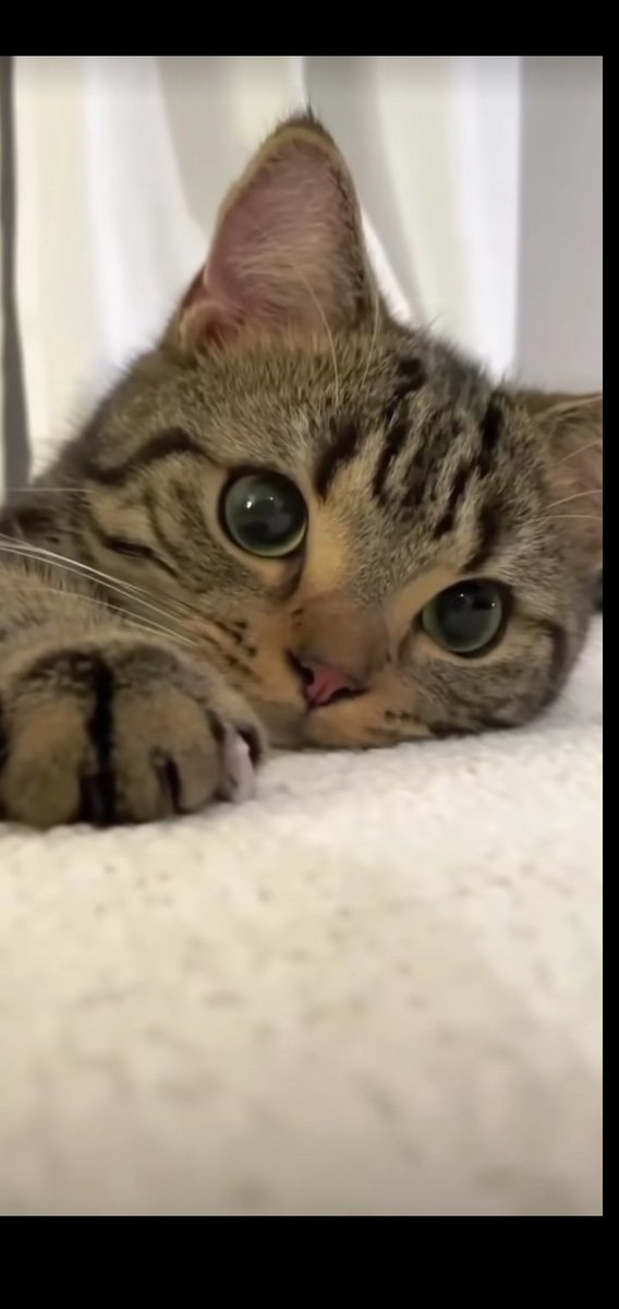 ねこねこソフト