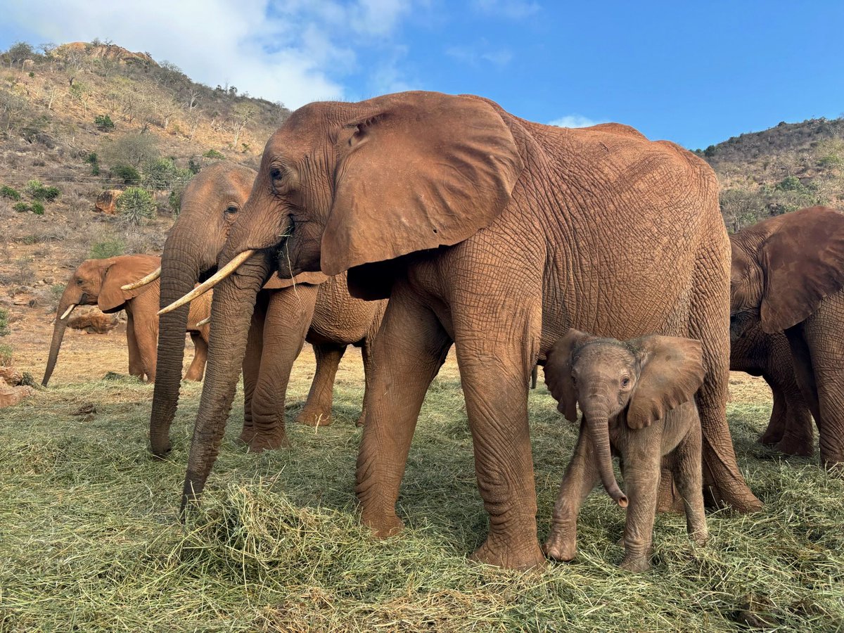 SheldrickTrust's tweet photo. This #ThrowbackThursday we’re celebrating the incredible journey of new mum, Mudanda. https://t.co/bnVa4Gi0sF 

Rescued in 2013, a suspected orphan of ivory poaching, Mudanda was emotionally volatile for many years – it is common for poaching victims to need time to overcome psychological scars – but time is a great healer, and she found a sense of peace. Then, 22mths ago, she mated with ex-orphan Laikipia, and last week Mudanda came home to give birth to a daughter, right on our proverbial doorstep! Now, with baby Miale by her side, she has her whole life ahead of her 🐘💚